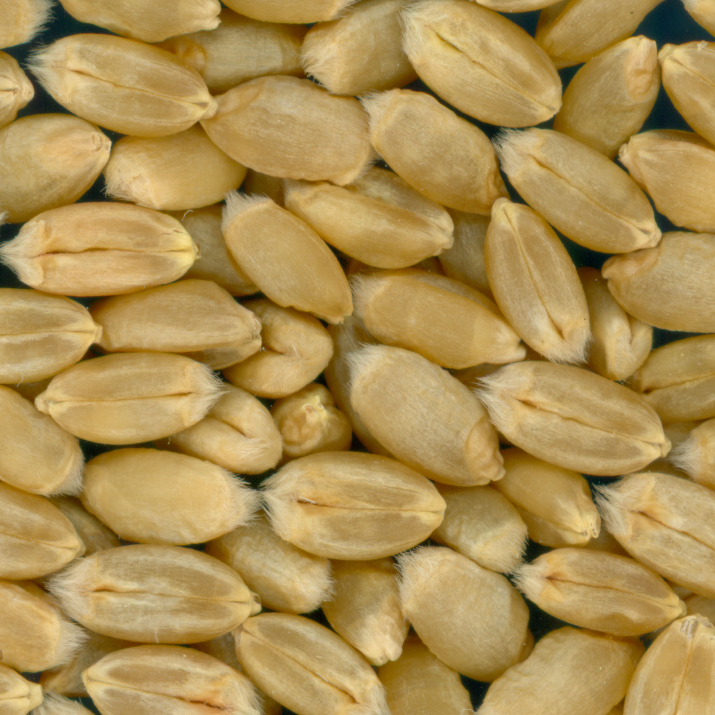 KERNELS